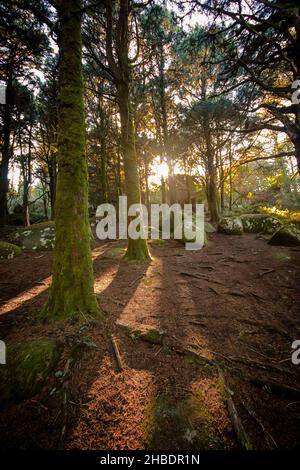 Paysage forestier avec les rayons du soleil qui brillent parmi les arbres.Vieux bois avec des rochers avec de la mousse Banque D'Images