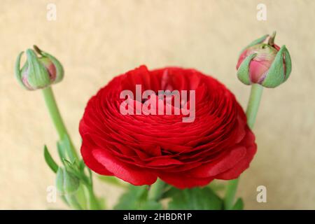 Ranunculus rouge avec bourgeons, ranunculus rouge avec des pétales délicats et des feuilles vertes, fleur rouge florissant sur fond jaune, tête de fleur, beauté Banque D'Images
