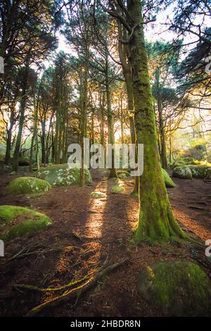 Paysage forestier avec les rayons du soleil qui brillent parmi les arbres.Vieux bois avec des rochers avec de la mousse Banque D'Images