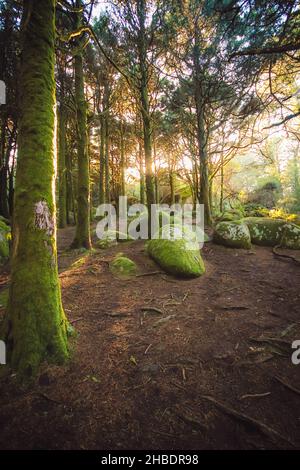 Paysage forestier avec les rayons du soleil qui brillent parmi les arbres.Vieux bois avec des rochers avec de la mousse Banque D'Images