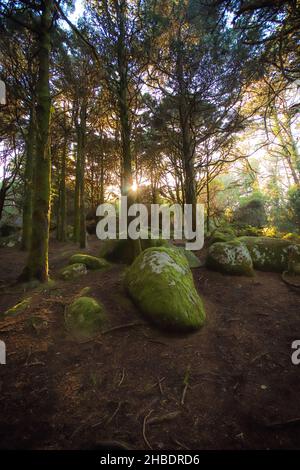 Paysage forestier avec les rayons du soleil qui brillent parmi les arbres.Vieux bois avec des rochers avec de la mousse Banque D'Images