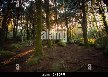 Paysage forestier avec les rayons du soleil qui brillent parmi les arbres.Vieux bois avec des rochers avec de la mousse Banque D'Images