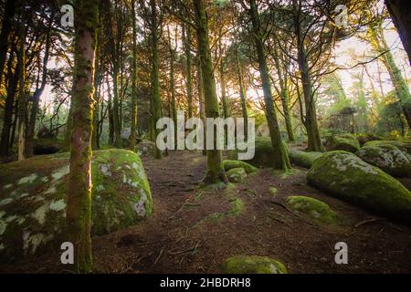 Paysage forestier avec les rayons du soleil qui brillent parmi les arbres.Vieux bois avec des rochers avec de la mousse Banque D'Images