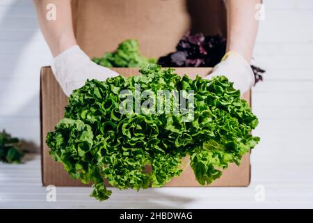 Livraison de légumes frais et d'herbes en ligne pendant la période de quarantaine, une main dans un gant en caoutchouc tient un buisson frais de laitue devant une boîte corton sur un fond blanc, une femme recueille une commande en ligne pour un acheteur. Banque D'Images