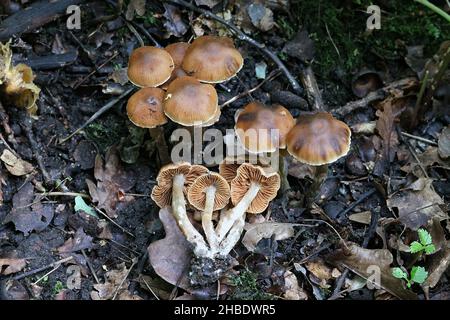 Cortinarius hinnuleus Webcap terreux, connu sous le nom de champignons sauvages, à partir de la Finlande Banque D'Images