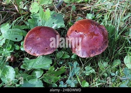 Suillus clintonianus, connu sous le nom de mélèze suillus ou mélèze bolete, champignon sauvage de Finlande Banque D'Images