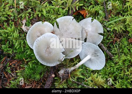 Clitocybe odora, communément appelé tabouret anis, champignon sauvage de Finlande Banque D'Images