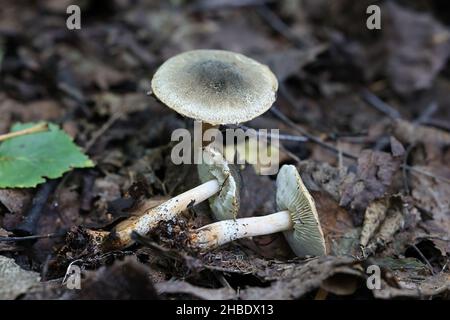 Lepiota grangei, connue sous le nom de Dapperling vert, champignon sauvage de Finlande Banque D'Images