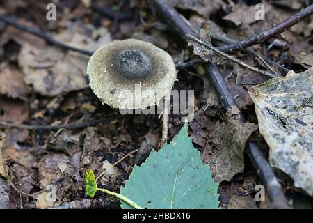 Lepiota grangei, connue sous le nom de Dapperling vert, champignon sauvage de Finlande Banque D'Images