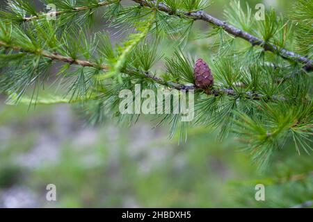 petit cône de pin poussant sur un arbre dans une forêt Banque D'Images