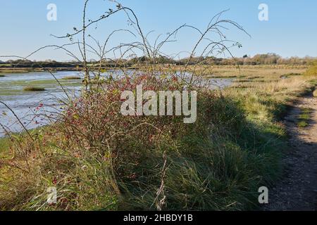 Gros plan sur les hanches et les branches de la rose sauvage du chien dans la réserve naturelle de Pagham Harbour. Banque D'Images