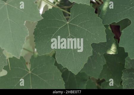 Texture d'arrière-plan de motif de feuilles de raisin de belle qualité pour le design. Vue Macro. Banque D'Images