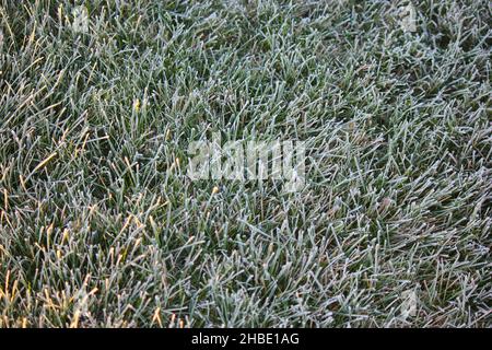 Vue de dessus plein cadre d'herbe verte luxuriante gelée avec le gel le matin froid. Banque D'Images
