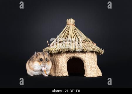 Mignon hamster brun adulte mâle, assis à côté de l'extérieur de la maison comestible tout en mangeant un ver de ses pattes.En regardant directement vers la caméra. Isolé sur Banque D'Images