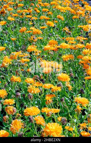 Ringelblume, Garten-Ringelblume, Calendula officinalis, pot marigold, gouvernails,Marigold commun, marigold de jardin, marigol anglais.Calendula officinali Banque D'Images