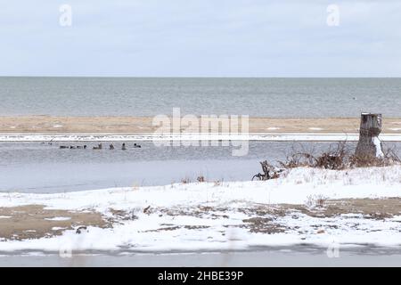 Vue sur un grand lac et une zone humide côtière avec un petit groupe de canards colverts nageant dans le lagon Banque D'Images