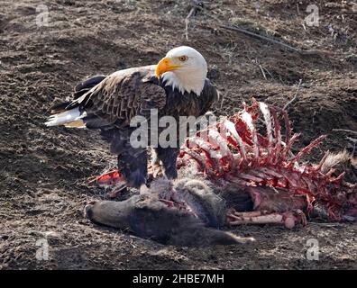 Portrait d'un aigle à tête blanche, Haliaeetus leucocephalus, se nourrissant de la carcasse d'un cerf mulet, dans le centre de l'Oregon, près de la ville de Silver Lake. Banque D'Images