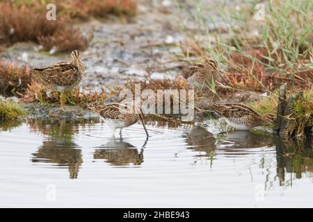 Trois snipe commune, (Gallinago gallinago), se nourrissant en piscine, sur la migration d'automne, île de Texel,Pays-Bas, Europe Banque D'Images