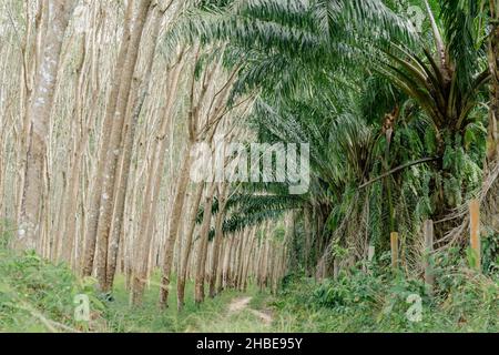 Plantations naturelles d'arbres en caoutchouc et huile de palme de la forêt tropicale d'asie Banque D'Images