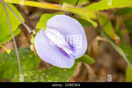 Gros plan petit violet fleuri belle fleur un fond naturel en journée ensoleillée Banque D'Images