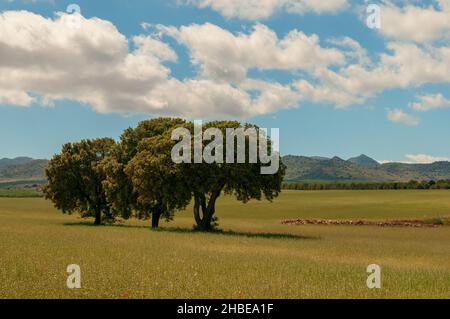 Un arbre est une plante avec une tige ligneuse qui se ramifie à une certaine hauteur du sol. Banque D'Images