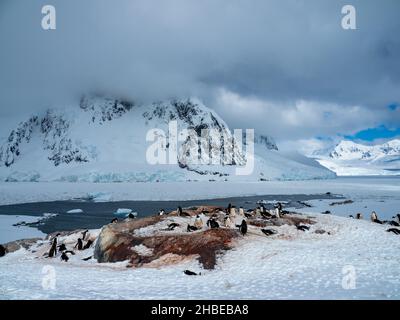 Le paysage magnifique de l'île de Pleaneau en regardant vers le canal de Lemaire avec les pingouins de Gentoo en Antarctique Banque D'Images