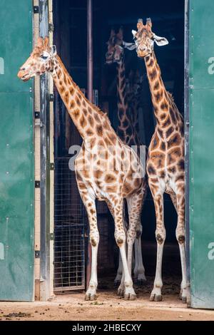 Rothschild Giraffe en captivité au zoo de Marwell, Hampshire, Angleterre Banque D'Images