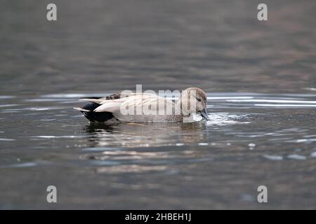 Un mâle adulte de Gadwall (Mareca strera) nageant et se nourrissant Banque D'Images