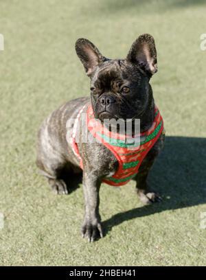 Brindle Frenchie, 6 mois, femme assise et regardant loin.Parc pour chiens hors-laisse dans le nord de la Californie. Banque D'Images