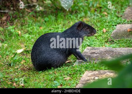 Black Agouti Dasyprotta fuliginosa Cabanas San Isidro, Napo, Équateur 13 décembre 2019AdulteDasyproctidae Banque D'Images