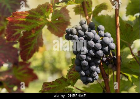 Raisins rouges sur la vigne juste avant la récolte Banque D'Images