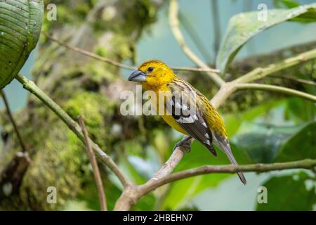 Golden Grosbeak Pheucticus chrysogaster Refugio Paz del las Aves, Pichincha, Equateur 6 décembre 2019 adulte FemmeThraupidae Banque D'Images