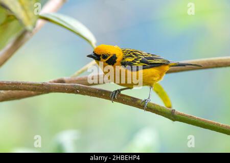 Tanager d'or Tangara arthus Refugio Paz del las Aves, Pichincha, Equateur 6 décembre 2019 adulteThraupidae Banque D'Images