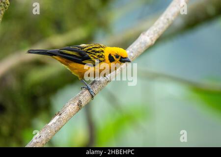 Tanager d'or Tangara arthus Refugio Paz del las Aves, Pichincha, Equateur 6 décembre 2019 adulteThraupidae Banque D'Images