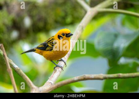 Tanager d'or Tangara arthus Refugio Paz del las Aves, Pichincha, Equateur 6 décembre 2019 adulteThraupidae Banque D'Images