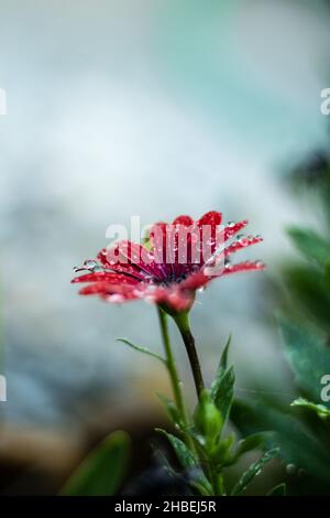 Quelle matinée spectaculaire dans mon jardin.Imaginez vous réveiller avec cette belle scène ! Banque D'Images