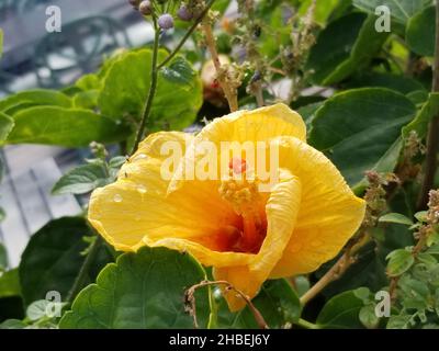 Grande fleur d'hibiscus jaune sur des feuilles vertes et des tiges brunes floues -01 Banque D'Images