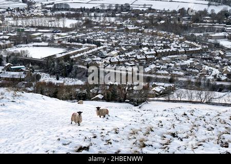 Vue d'hiver sur la ville marchande enneigée de Settle, North Yorkshire, Royaume-Uni.Masham breed brebis au premier plan. Banque D'Images