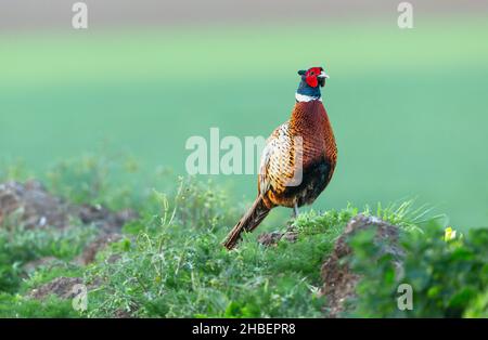 Faisan, Nom scientifique: Phasianus colchicus.Mâle ou coq coloré, faisan à col annulaire à Springtime se trouvait dans l'habitat naturel des terres agricoles, Banque D'Images