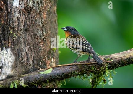 Tanager à gorge roufeuse Ixothraupis rufigula Milpe Bird Sanctuary, Pichincha, Équateur 8 décembre 2019AdulteThraupidae Banque D'Images