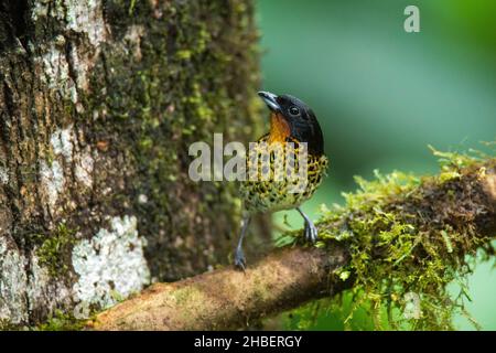 Tanager à gorge roufeuse Ixothraupis rufigula Milpe Bird Sanctuary, Pichincha, Équateur 8 décembre 2019AdulteThraupidae Banque D'Images