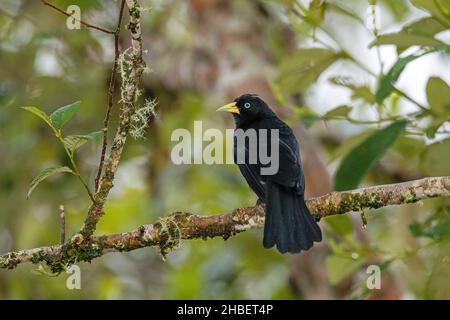 Cacique Cacicus uropygialis uropygialis Cabanas San Isidro, Équateur 14 décembre 2019AdulteIcteridae cacique subtropical Banque D'Images