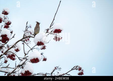 Cirage bohémien (Bombycilla garrulus) assis dans le topp d'un arbre de rowan avec beaucoup de baies et avec le ciel en arrière-plan, image de vasternorrla Banque D'Images