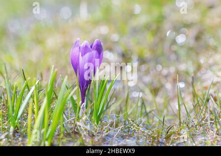 Crocus fleurir sur une prairie ensoleillée près de l'eau Banque D'Images