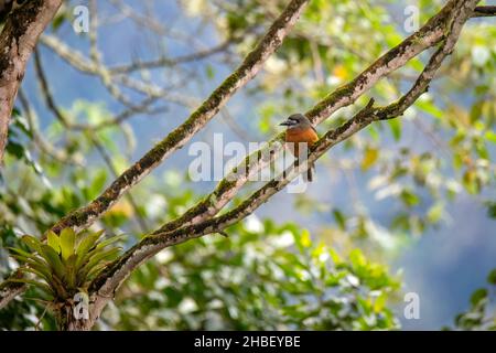 Nunbird Hapaloptila castanea Bellavista Cloud Forest Lodge, Pichincha, Équateur 8 décembre 2019 adulte HommeBucconidae Banque D'Images