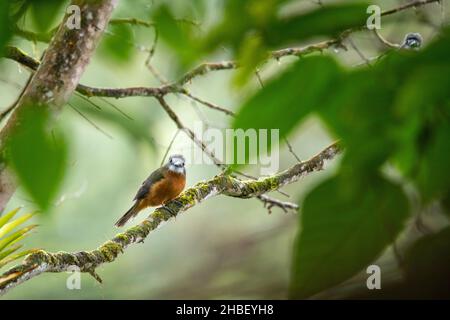 Nunbird Hapaloptila castanea Bellavista Cloud Forest Lodge, Pichincha, Équateur 8 décembre 2019 adulte HommeBucconidae Banque D'Images