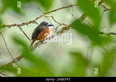 Nunbird Hapaloptila castanea Bellavista Cloud Forest Lodge, Pichincha, Équateur 8 décembre 2019 adulteBucconidae Banque D'Images