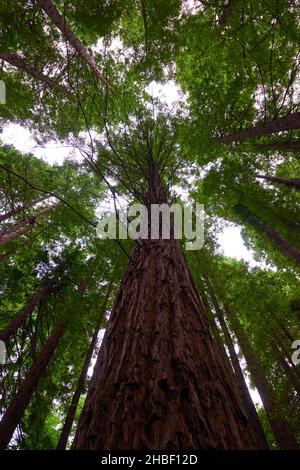 Une immense forêt de séquoia dont les branches se touchent dans le ciel Banque D'Images