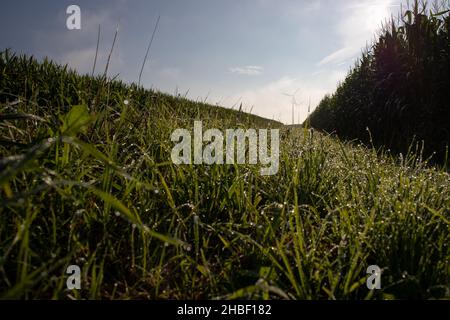Parc éolien dans la brume entre les champs de maïs symbolisant l'avenir dangereux de la production d'énergie et de la révolution Banque D'Images