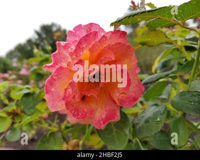 Une fleur de rose de Chine rouge rosâtre remplie de gouttes de pluie sur un lit de feuilles vertes floues -03 Banque D'Images